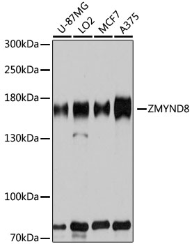 ZMYND8 Rabbit pAb