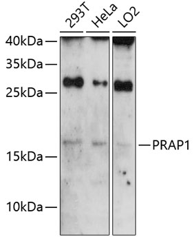 PRAP1 Rabbit pAb