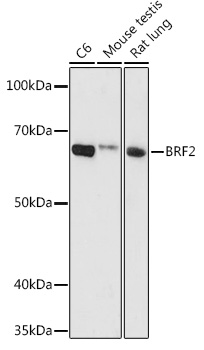 BRF2 Rabbit pAb