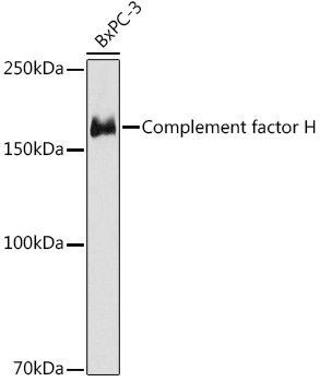 Complement factor H Rabbit mAb