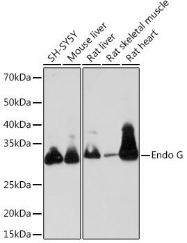Endo G Rabbit mAb