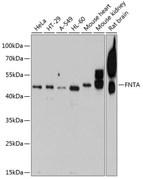 FNTA Rabbit pAb