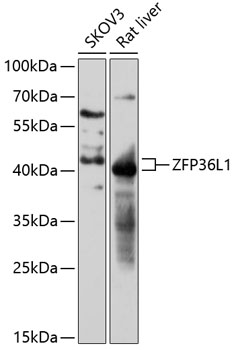 ZFP36L1 Rabbit pAb