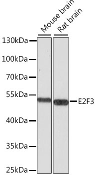 E2F3 Rabbit pAb