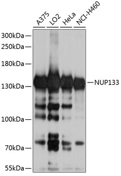 NUP133 Rabbit pAb