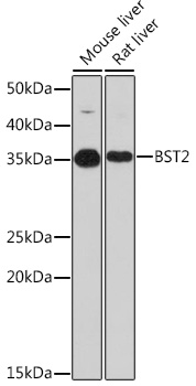 BST2 Rabbit mAb