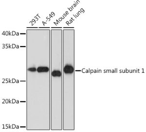 Calpain small subunit 1 Rabbit mAb