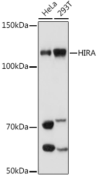 HIRA Rabbit mAb