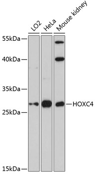 HOXC4 Rabbit pAb