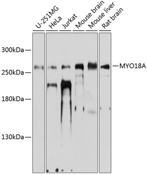 MYO18A Rabbit pAb