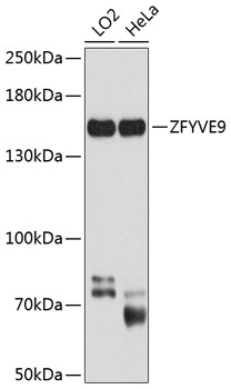 ZFYVE9 Rabbit pAb