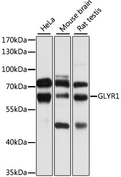 GLYR1 Rabbit pAb
