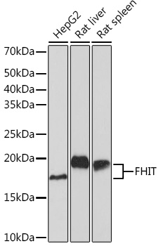 FHIT Rabbit mAb