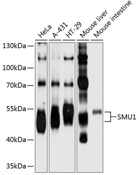 SMU1 Rabbit pAb
