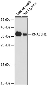 RNASEH1 Rabbit pAb