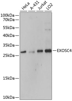 EXOSC4 Rabbit pAb