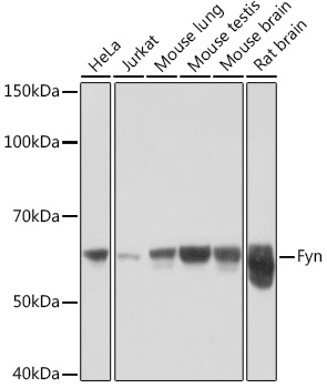 Fyn Rabbit mAb