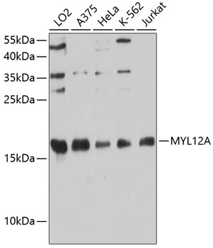 MYL12A Rabbit pAb