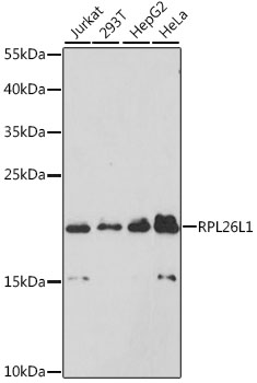RPL26L1 Rabbit pAb