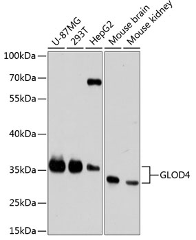 GLOD4 Rabbit pAb