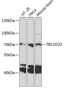 TBC1D23 Rabbit pAb