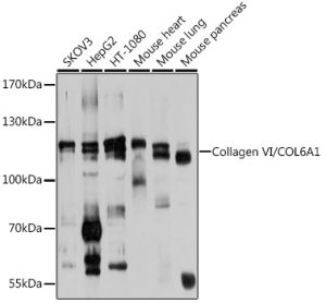 Collagen VI/COL6A1 Rabbit pAb