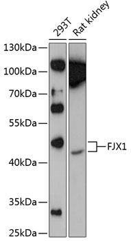 FJX1 Rabbit pAb