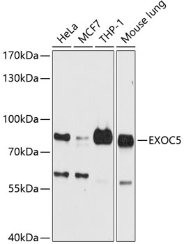 EXOC5 Rabbit pAb