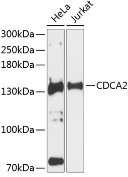 CDCA2 Rabbit pAb