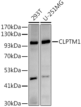 CLPTM1 Rabbit mAb