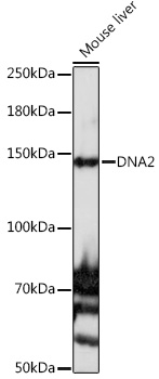 DNA2 Rabbit pAb