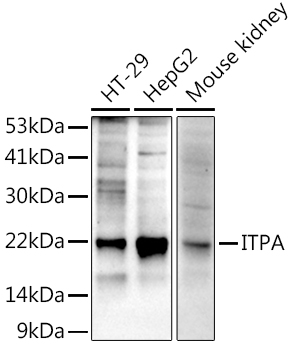 ITPA Rabbit mAb