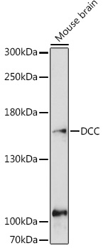 DCC Rabbit pAb