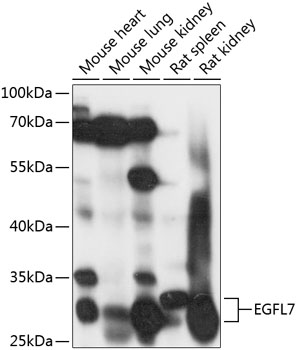 EGFL7 Rabbit pAb