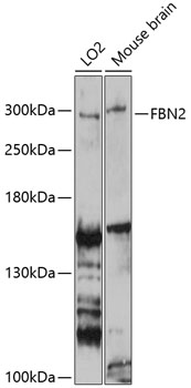 FBN2 Rabbit pAb
