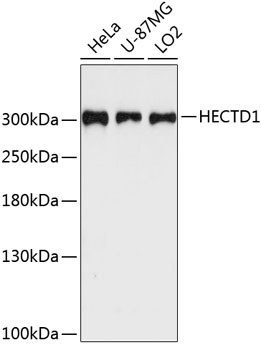 HECTD1 Rabbit pAb