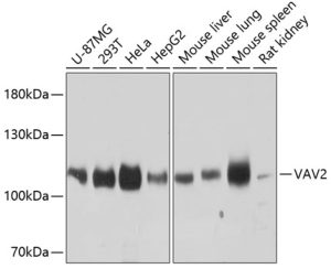 VAV2 Rabbit pAb
