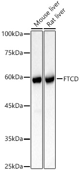FTCD Rabbit pAb