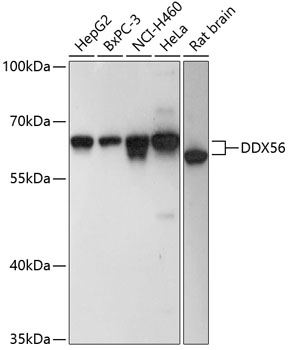 DDX56 Rabbit pAb