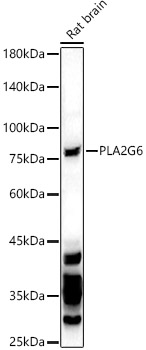 PLA2G6 Rabbit pAb