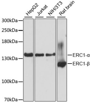 ERC1 Rabbit pAb