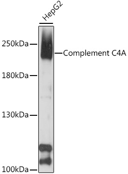 Complement C4A Rabbit pAb