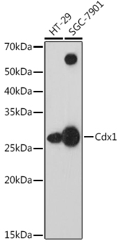 Cdx1 Rabbit mAb