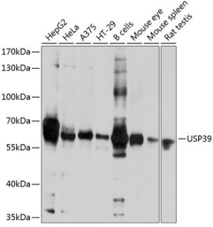 USP39 Rabbit pAb