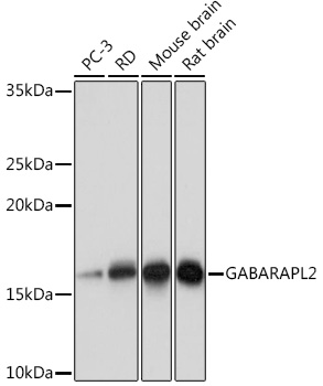GABARAPL2 Rabbit mAb