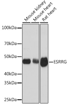 ESRRG Rabbit mAb