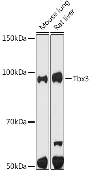 Tbx3 Rabbit mAb