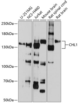 CHL1 Rabbit pAb
