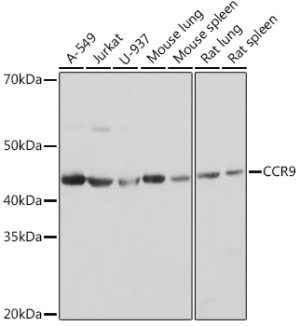 CCR9 Rabbit mAb