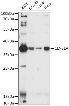 CLNS1A Rabbit pAb